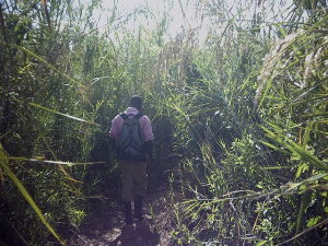 Gras
